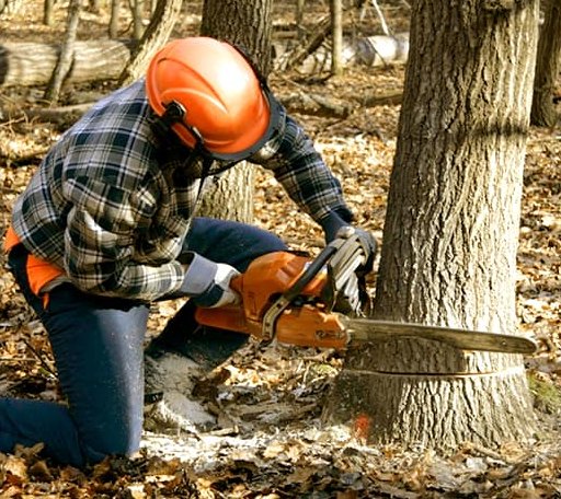 Tree Removal in Sharon, MA